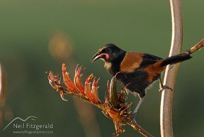 North Island saddleback
