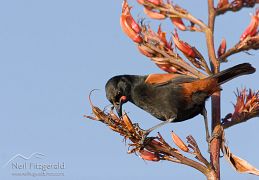 North Island saddleback