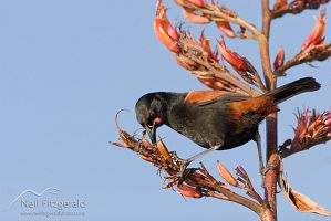 North Island saddleback