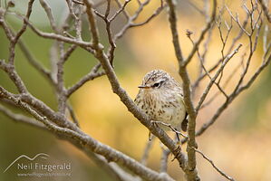 Juvenile rifleman