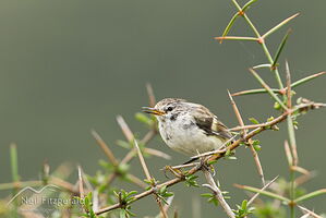 South Island rifleman