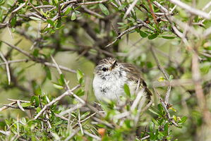 South Island rifleman