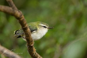 North Island rifleman