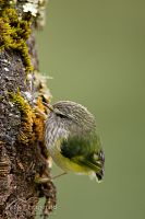 North Island rifleman