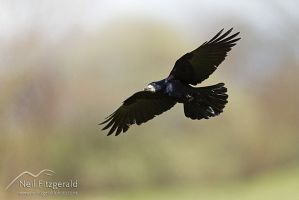 Rook