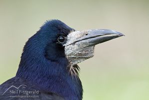 Rook