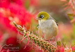 Silvereye