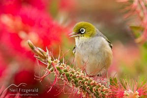 Silvereye