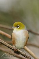 Silvereye