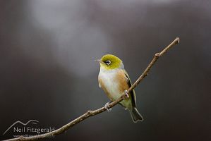 Silvereye