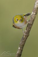 Silvereye