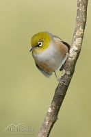 Silvereye