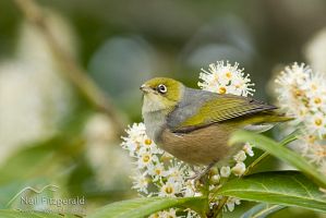 Silvereye