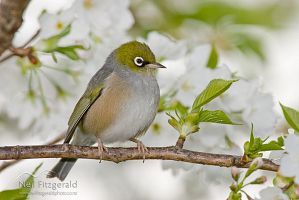 Silvereye