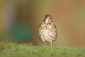Song thrush