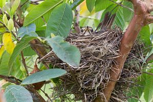 Song thrush nest