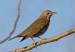 Song thrush