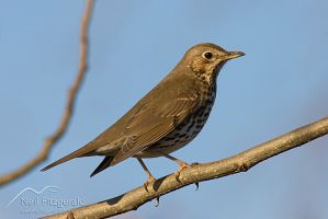 Song thrush