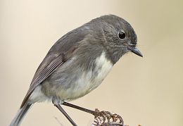 South Island robin
