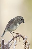 South Island robin