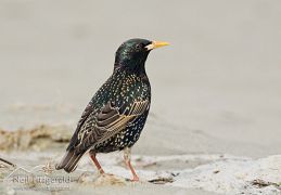 Common starling