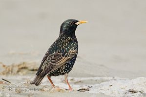 Common Starling
