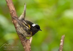 Stitchbird