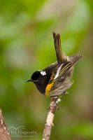 Male stitchbird
