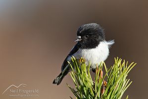 North Island tomtit