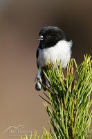North Island tomtit