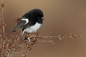 Male North Island tomtit