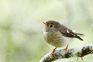 South Island tomtit