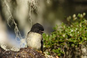 South Island tomtit