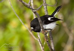 Tomtit