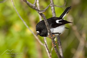 North Island tomtit