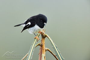 Miromiro