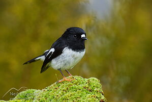 Miromiro