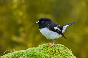 Miromiro