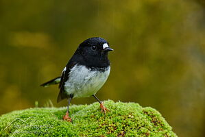 Miromiro
