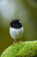 Miromiro