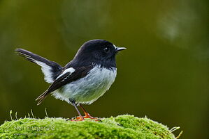 Miromiro
