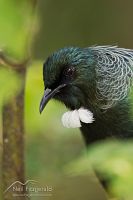 Tui