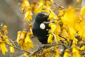 Tui