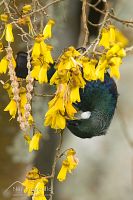 Tui