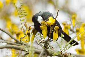 Tui