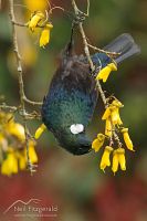 Tui
