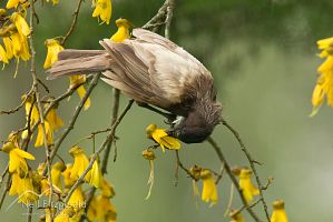 White tui