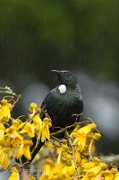 Tui