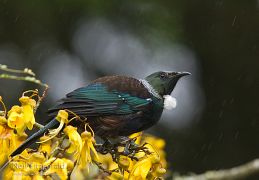Perching birds