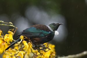 Tui